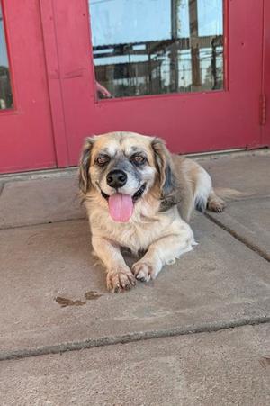 A dog with a light brown and white coat is lying on a concrete surface in front of a red door. The dog has floppy ears, a black nose, and its tongue is sticking out. The background shows a reflection in the glass of the door.