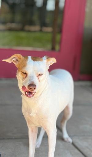 Chosen, Labrador Retriever Mix, adult, available for adoption
