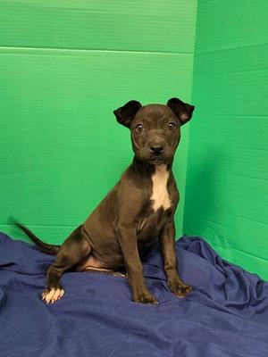 Cherub, Mixed Breed, puppy, available for adoption