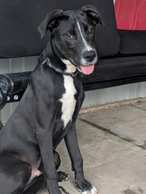 black and white dog sitting on concrete