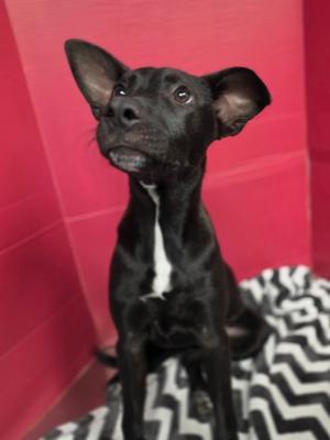 Lucy Lu, Australian Cattle Dog and Labrador Retriever, young, available for adoption