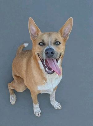 A happy brown and white dog with perked-up ears and a pink tongue hanging out, sitting on a gray background.