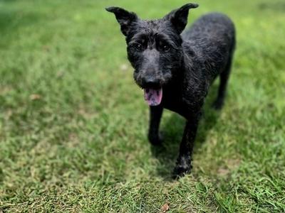 Laverne, Terrier Mix, adult, available for adoption