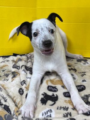 FunkoPop, Border Collie Mix, puppy, available for adoption
