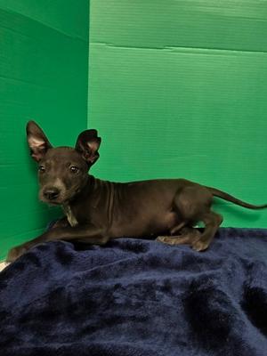 Liam, Mixed Breed, puppy, available for adoption