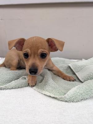 A small brown puppy lying on a green towel