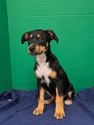 Joseph, Australian Cattle Dog Mix, puppy, available for adoption
