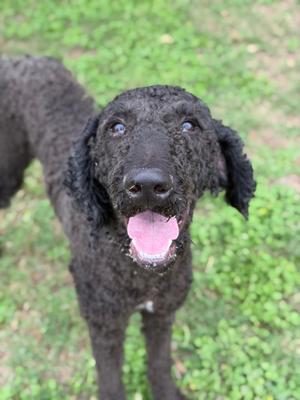 Noodles, Poodle - Standard Mix, adult, available for adoption