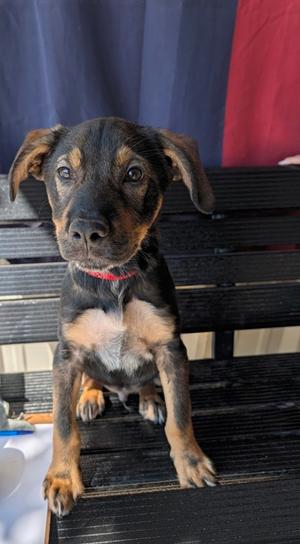 James, Terrier Mix, puppy, available for adoption