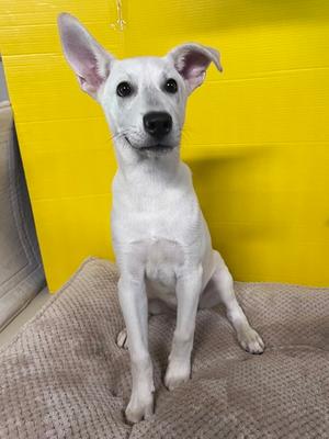 Noah, Mixed Breed, young, available for adoption