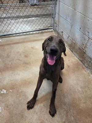 Freckles, Great Dane / Labrador Retriever, puppy, available for adoption