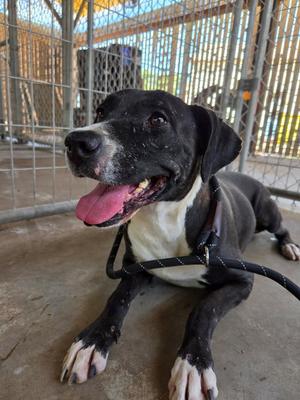 A black and white dog with a pink tongue sticking out, lying on a concrete floor inside a kennel.