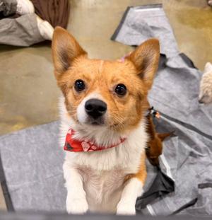 Achilles, Corgi / Shiba Inu, adult, available for adoption