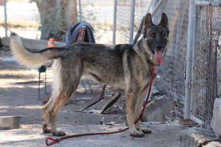 Brownie, German Shepherd Dog, senior, available for adoption
