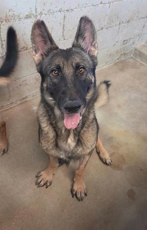 A German Shepherd dog sitting on a concrete floor with its tongue out, looking at the camera.