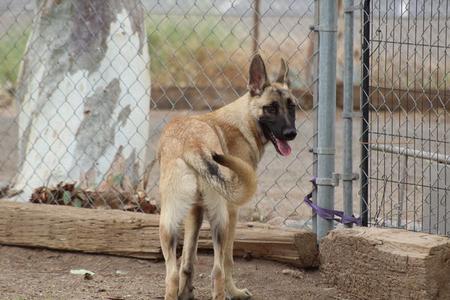 Casper, German Shepherd Dog, young, available for adoption
