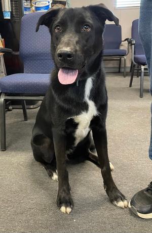 Fig, Labrador Retriever, young, available for adoption