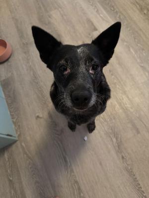 Aria, Queensland Heeler, adult, available for adoption