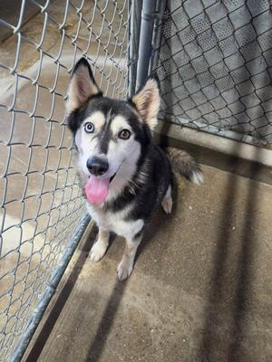 A black and white husky dog with blue eyes is sitting in a cage, looking up with its tongue out.