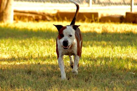 Armani, Pit Bull Terrier / Queensland Heeler, young, available for adoption