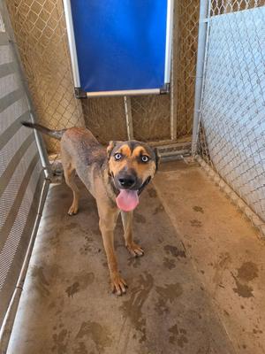 A dog standing in a kennel with a blue door in the background.