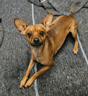 Chase, Chihuahua, young, available for adoption
