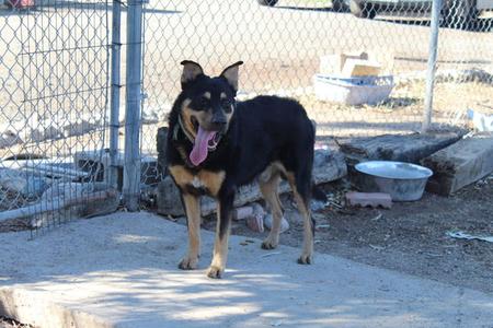 Echo, Shepherd, adult, available for adoption