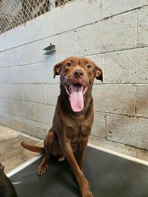 Bud, Labrador Retriever / Shepherd, adult, available for adoption