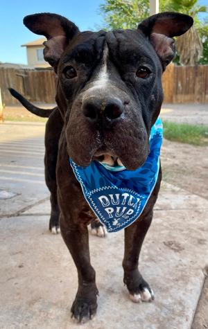 Aquamarine, Shar Pei / Pit Bull Terrier, young, available for adoption