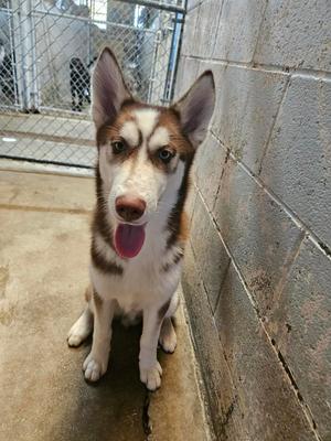 Arroz, Husky, puppy, available for adoption