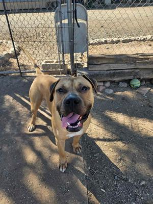 Dill, Mastiff / Boxer, adult, available for adoption