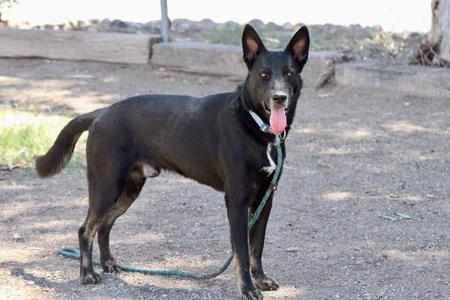 Ernie, Shepherd, adult, available for adoption
