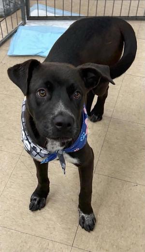 Carmen, Pointer, young, available for adoption