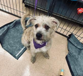 Foxy Brown, Terrier, adult, available for adoption