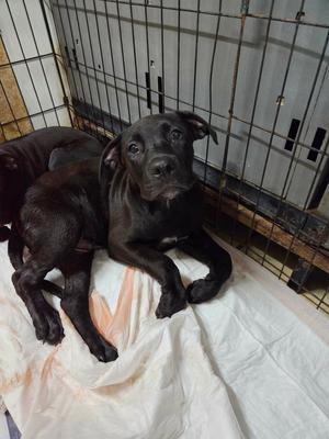 Bryan, Labrador Retriever / Pit Bull Terrier, puppy, available for adoption