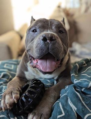 Dustin, Pit Bull Terrier, senior, available for adoption