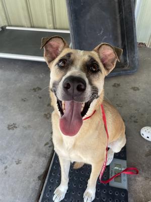Delphine, Shepherd / Boxer, young, available for adoption