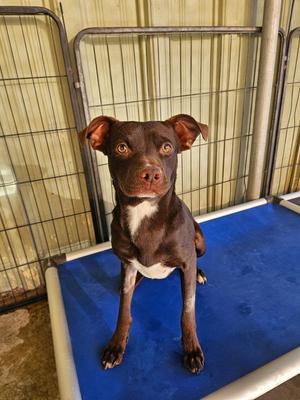 Bailey, Labrador Retriever / Boxer, young, available for adoption