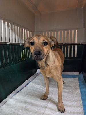 Elton, Chihuahua, young, available for adoption