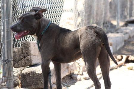 Dusty, Pit Bull Terrier, young, available for adoption