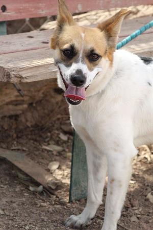 Delia, Queensland Heeler / Jack Russell Terrier, young, available for adoption