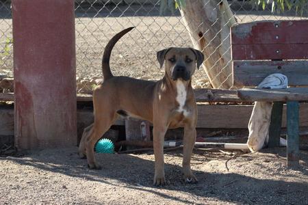 Drew, Pit Bull Terrier, young, available for adoption