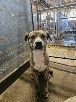 Cat, Plott Hound, available for adoption