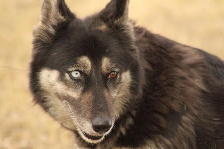 Alice, Husky / Shepherd, adult, available for adoption