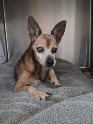 Carlita, Chihuahua, senior, available for adoption