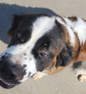 Konan, St. Bernard, adult, available for adoption
