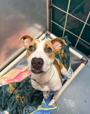 Bingo, Staffordshire Bull Terrier, young, available for adoption