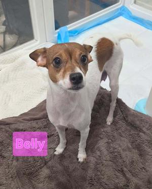 Belly, Chihuahua, adult, available for adoption