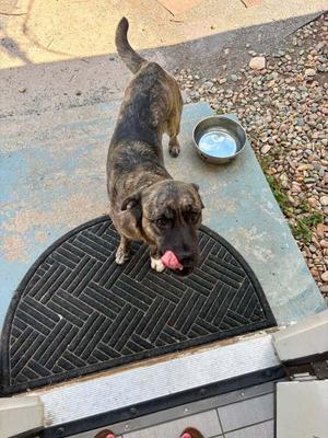 Louise, Plott Hound / Labrador Retriever, adult, available for adoption