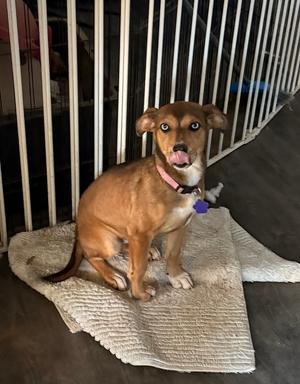 Cayla, Shepherds (All Types), puppy, available for adoption